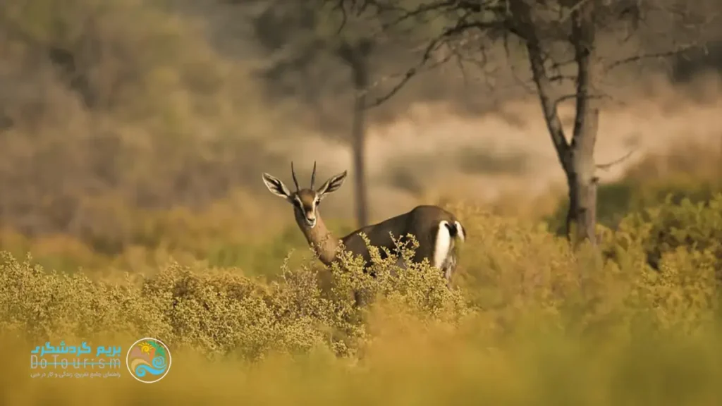 پارک ملی دبی